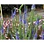 Veronica longifolia 'Blauriesin'