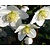 Helleborus niger