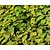 Epimedium versicolor 'Sulphureum'