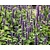 Agastache 'Blue Fortune'