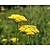 Achillea filipendulina 'Cloth of Gold'