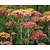 Achillea millefolium 'Paprika'
