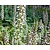 Acanthus mollis