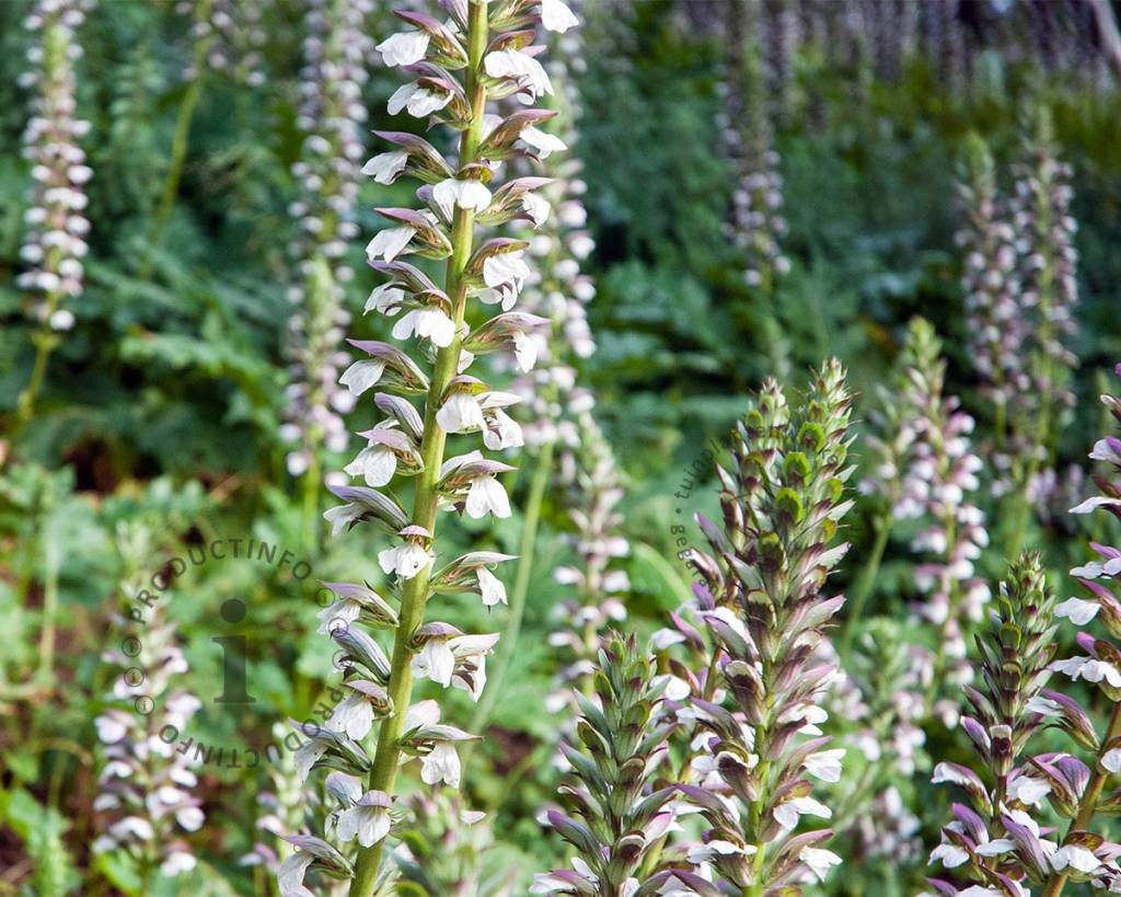 Acanthus mollis