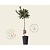 Ilex aquifolium 'J.C. Van Tol' - op stam