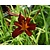 Hemerocallis 'Sammy Russell'