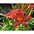 Hemerocallis 'Pink Damask'