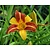Hemerocallis 'Frans Hals'