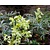 Helleborus foetidus