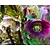 Helleborus orientalis