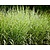 Miscanthus sinensis 'Zebrinus'