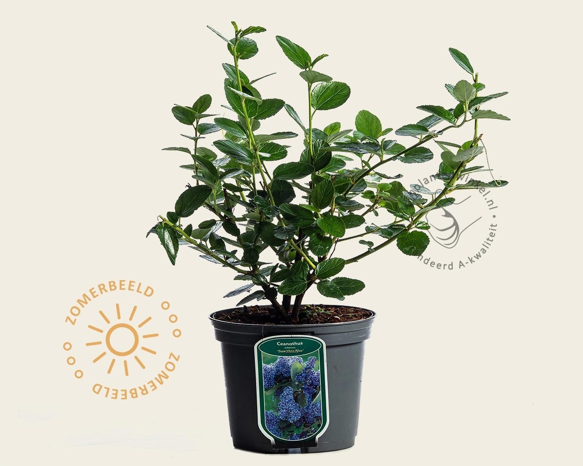 Ceanothus arboreus 'Trewithen Blue'