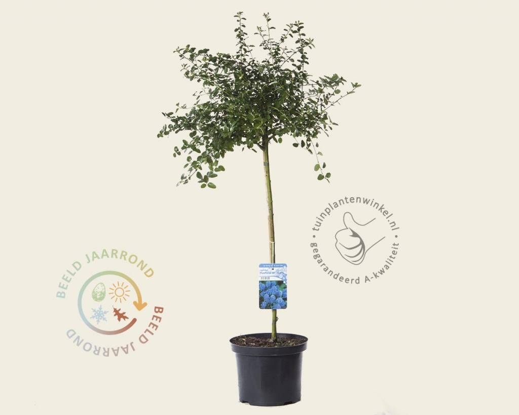 Ceanothus thyrsiflorus var repens - op stam