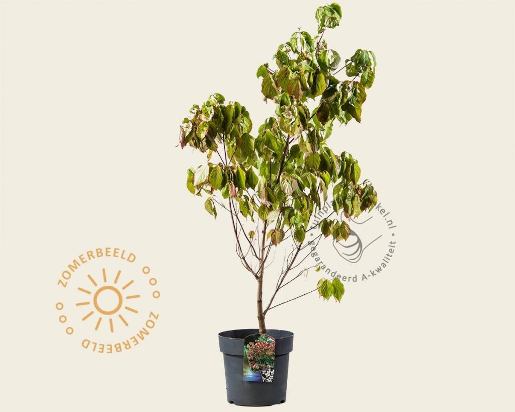 Cornus florida