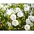 Campanula carpatica 'Weisse Clips'