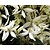 Clematis armandii