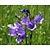 Campanula persicifolia