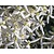 Clematis armandii 'Little White Charm'