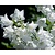 Campanula persicifolia 'Alba'