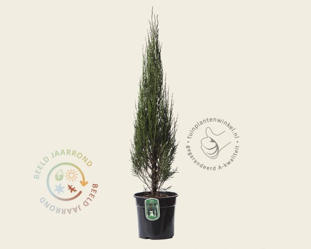 Juniperus scopulorum 'Blue Arrow' 80/90