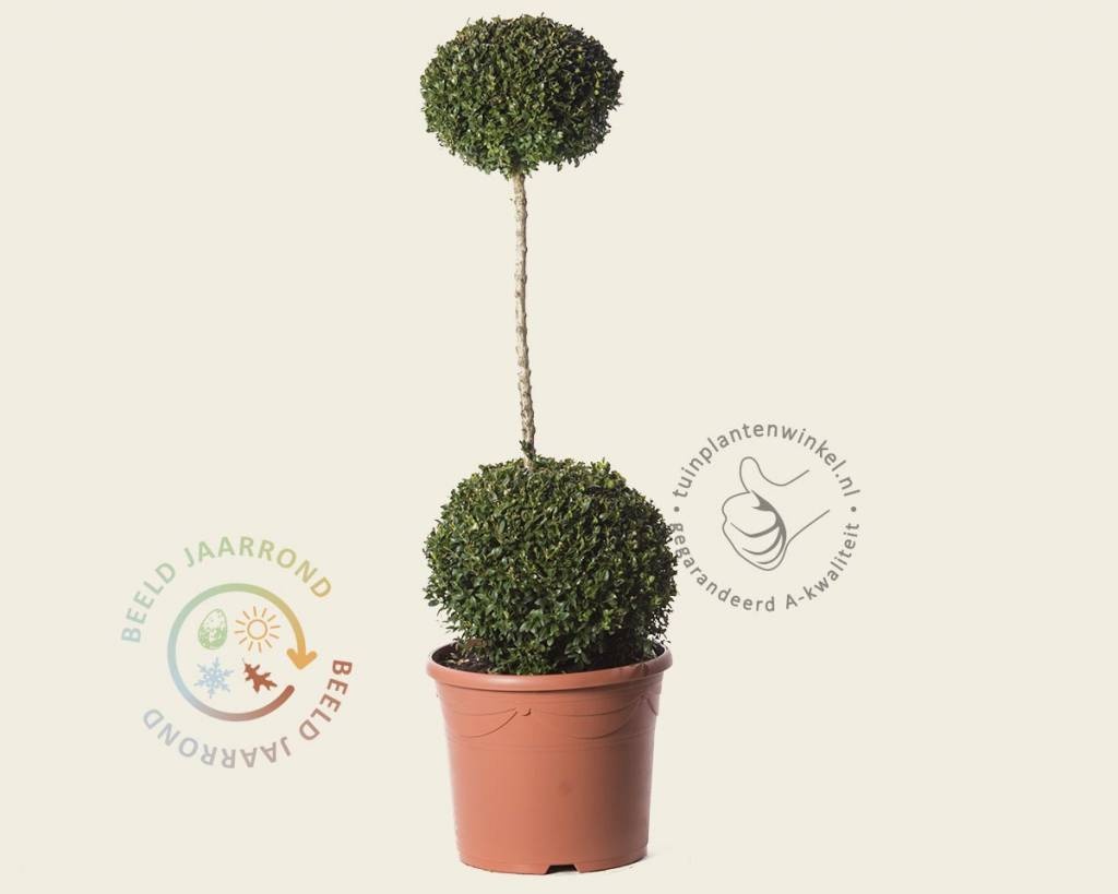 Buxus sempervirens 2 bollen op stam