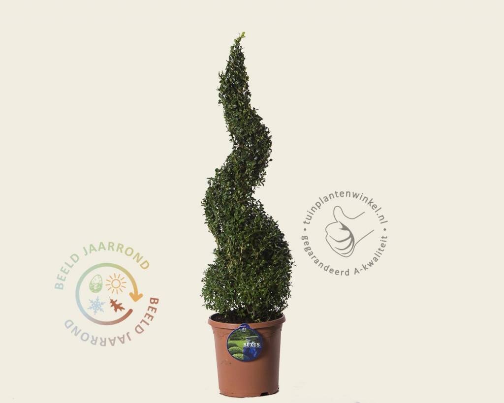 Buxus sempervirens spiraal