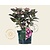Hydrangea macrophylla 'Dark Angel Purple'