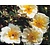 Rosa rambler 'Helena Lykkefund'