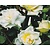 Rosa rambler 'Alberic Barbier'