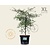 Acer palmatum 'Dissectum' - XL