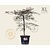 Acer palmatum 'Garnet' - XL