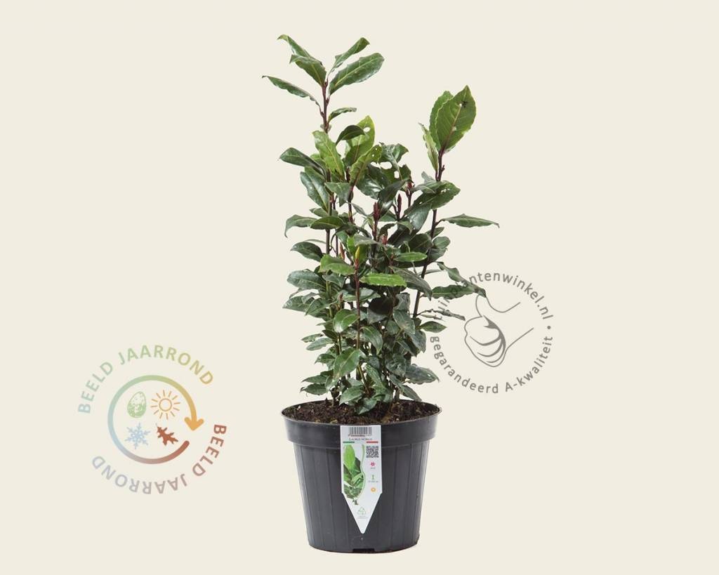 Laurus nobilis