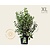 Philadelphus coronarius - XL