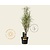 Frangula alnus 'Fine Line'