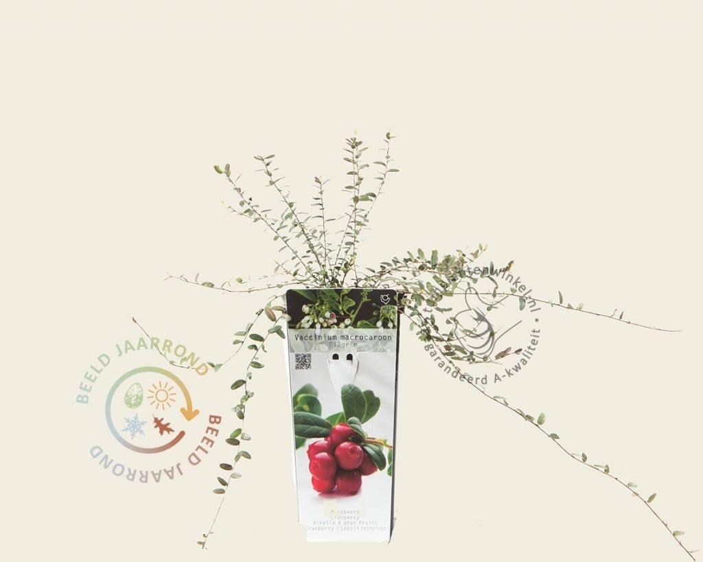 Vaccinium macrocarpon 'Pilgrim' - Cranberry