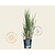 Panicum virgatum 'Heavy Metal'