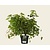Liquidambar styraciflua 'Gum Ball' - struik