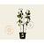 Pyrus communis 'Conference' - U-vorm