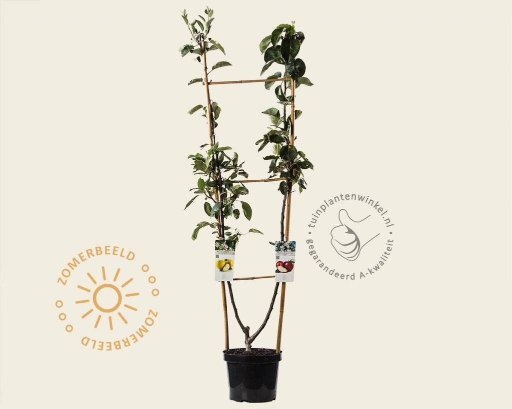 Malus DUO 'Jonagold' & 'Golden Delicious'