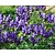 Aconitum henryi 'Spark's Variety'