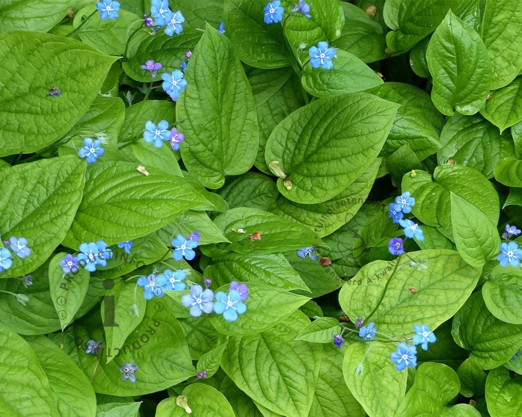 Omphalodes verna