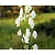 Aconitum napellus 'Album'