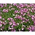 Arabis caucasica 'Rosea'