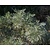Artemisia 'Powis Castle'