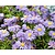 Aster dumosus 'Professor Anton Kippenberg'