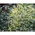 Aster divaricatus