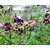 Geranium phaeum