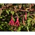 Fuchsia magellanica ‘Riccartonii’