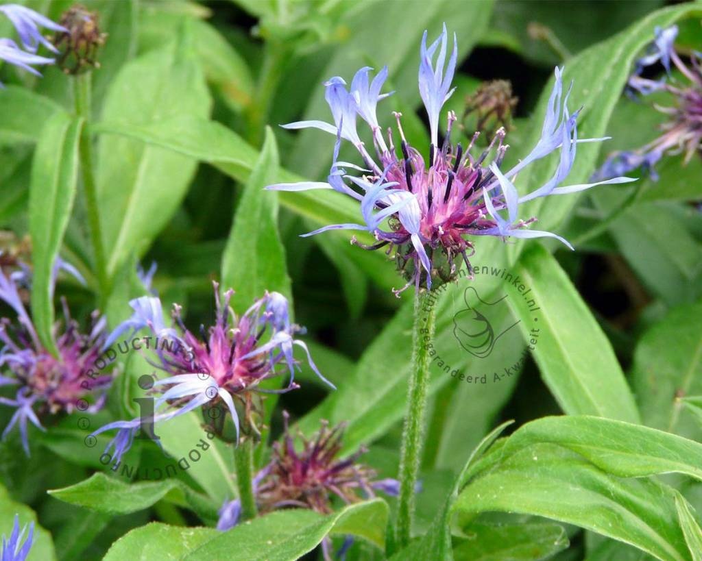 Centaurea montana 'Grandiflora'
