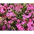Phlox subulata 'Atropurpurea'
